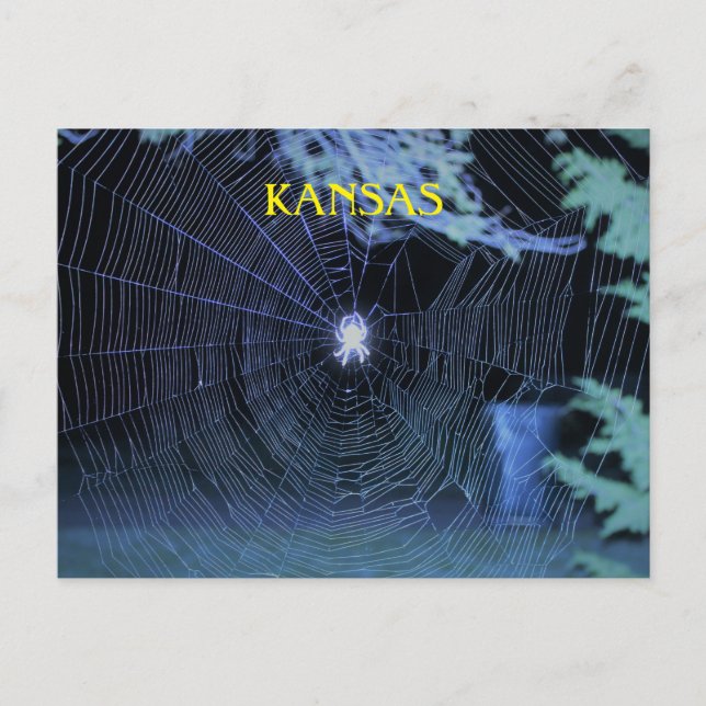 Orb Weaver at Night Postcard (Front)