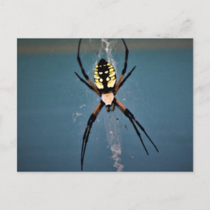 orb weaver postcard