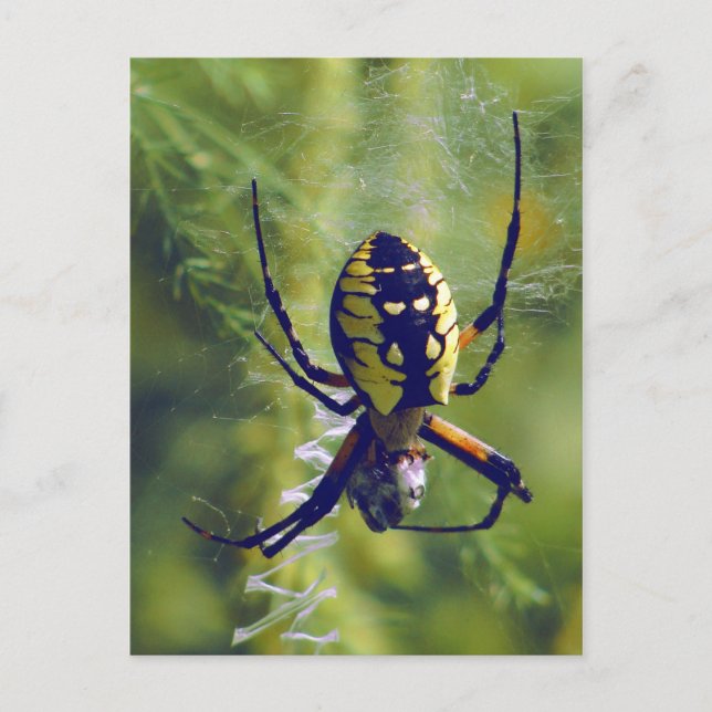 Orb Weaver Spider Photo Postcard (Front)