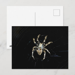 Orb-weaver Spider Postcard