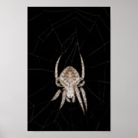 Orb-weaver Spider Poster