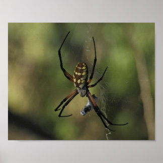 Orb Weaver Spider Web Nature Photography Poster