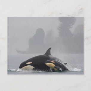 Orca Family Postcard