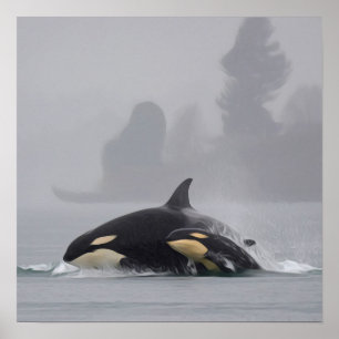 Orca Family Poster