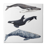 Orca, hunchbacked whale and gray whale