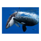 Orca hunting great white shark