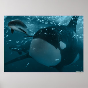 Orca hunts poke poise poster