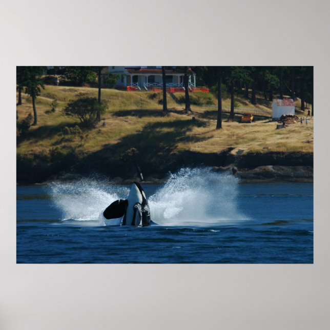 Orca In the San Juan islands Poster (Front)