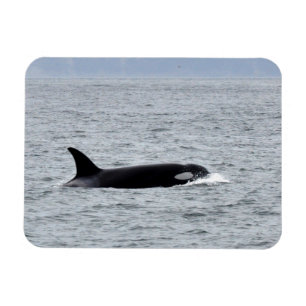 Orca in the Wild Magnet