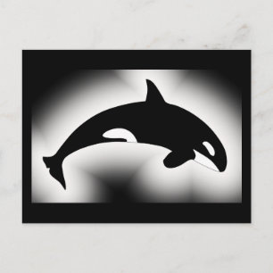Orca Killer Whale Black White Postcard