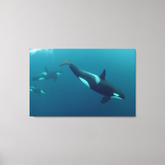 Orca "Killer Whale" Canvas Print