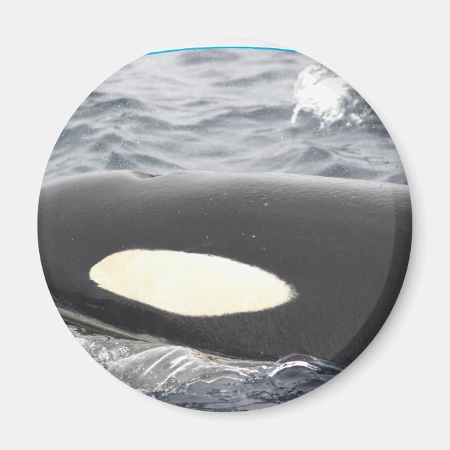 Orca Killer Whale Head - Oval Magnet (Front)