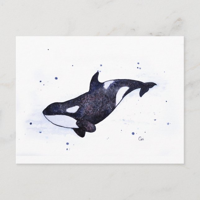 Orca Killer whale illustration Postcard (Front)