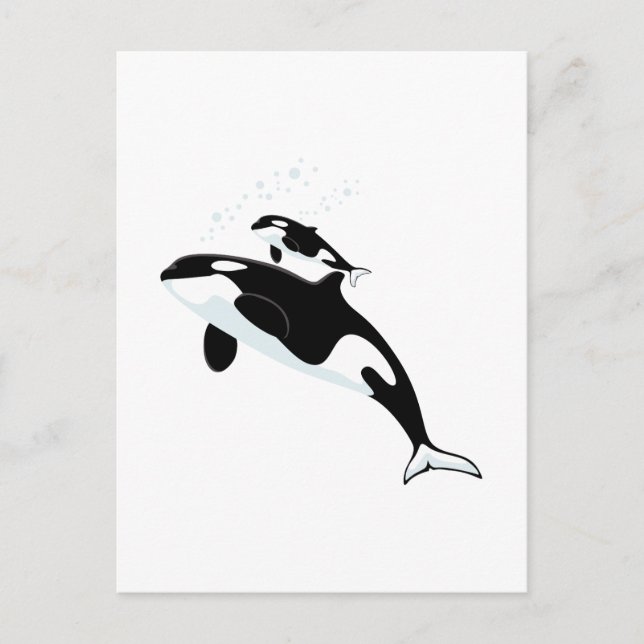 Orca Killer Whale Postcard (Front)