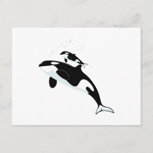 Orca Killer Whale Postcard
