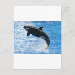 Orca Killer Whale Postcard