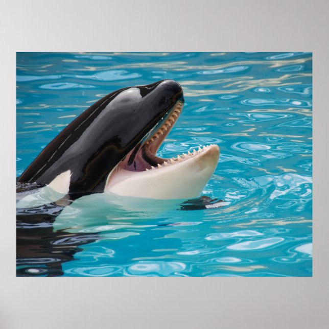 Orca, Killer Whale  Poster (Front)