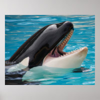 Orca, killer whale