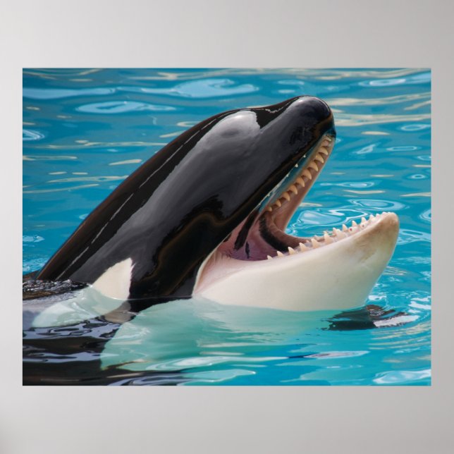 Orca, killer whale poster (Front)