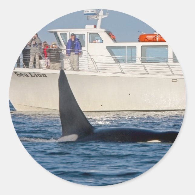 Orca Killer Whale -transient, washington Classic Round Sticker (Front)