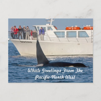 Orca Killer Whale -transient, washington Postcard