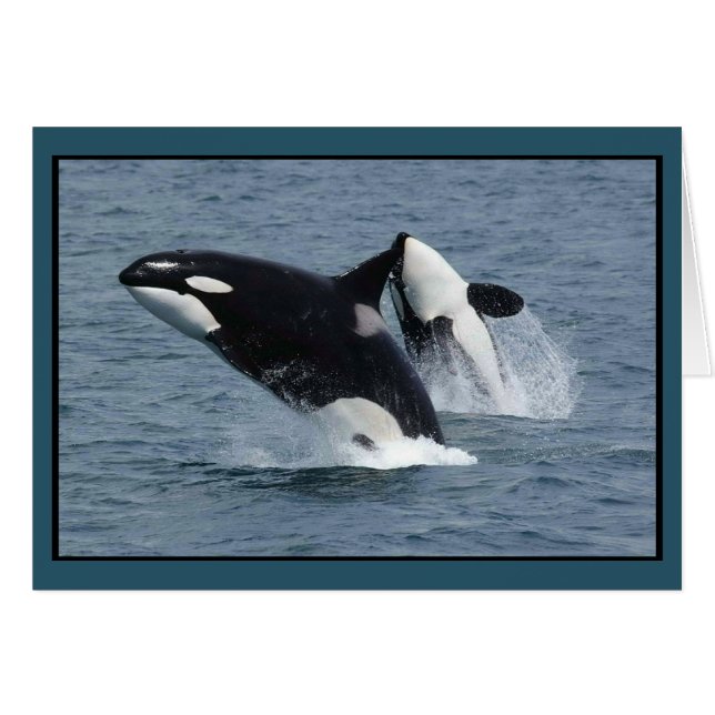 Orca Killer Whales Breaching (Front Horizontal)