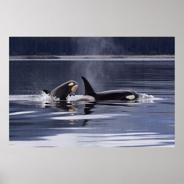 Orca | Killer Whales Breaching Poster (Front)