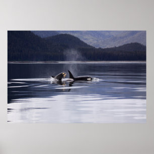 Orca   Killer Whales Breaching Poster