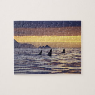 Orca or Killer Whales Jigsaw Puzzle
