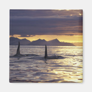 Orca or Killer whales Magnet