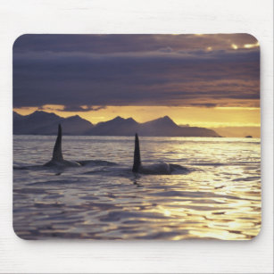Orca or Killer whales Mouse Mat