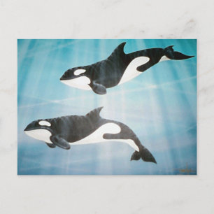 Orca Pair Postcard
