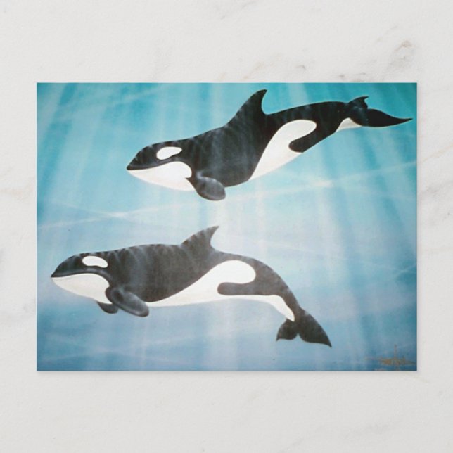 Orca Pair Postcard (Front)