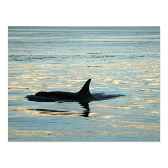 Orca Silhouette Postcard