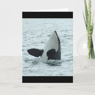 Orca Spyhop Greeting Card