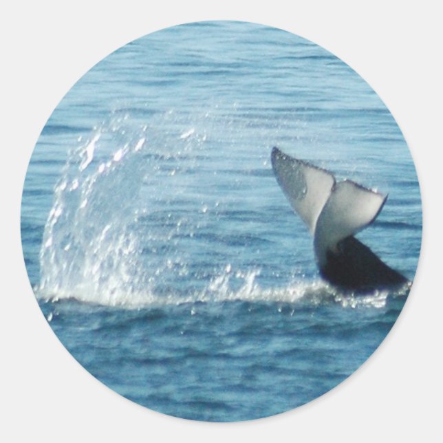 Orca Tail Slap Stickers (Front)