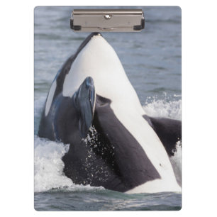 Orca whale breaching clipboard