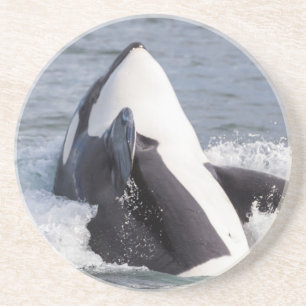 Orca whale breaching coaster