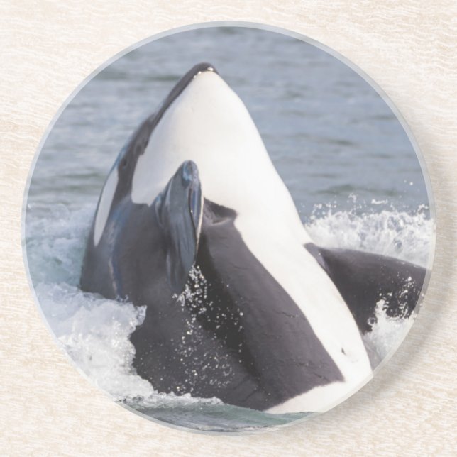 Orca whale breaching coaster (Front)