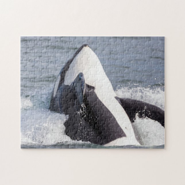 Orca whale breaching jigsaw puzzle (Horizontal)