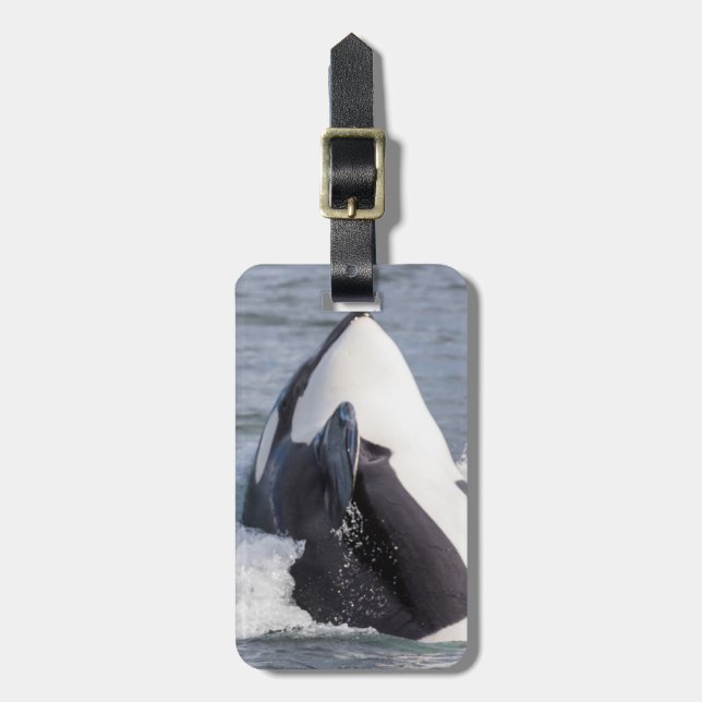 Orca whale breaching luggage tag (Front Vertical)