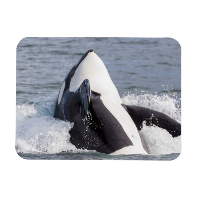Orca whale breaching magnet (Horizontal)