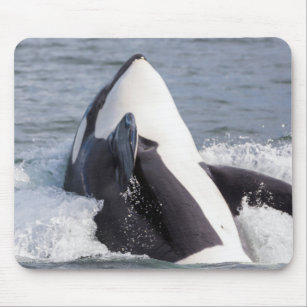 Orca whale breaching mouse mat