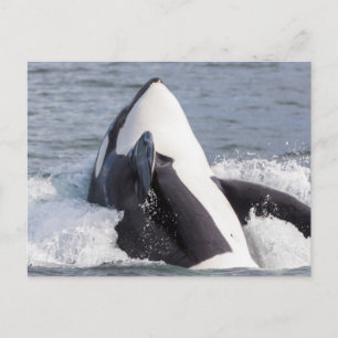Orca whale breaching postcard