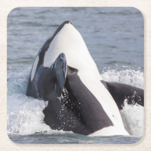 Orca whale breaching square paper coaster