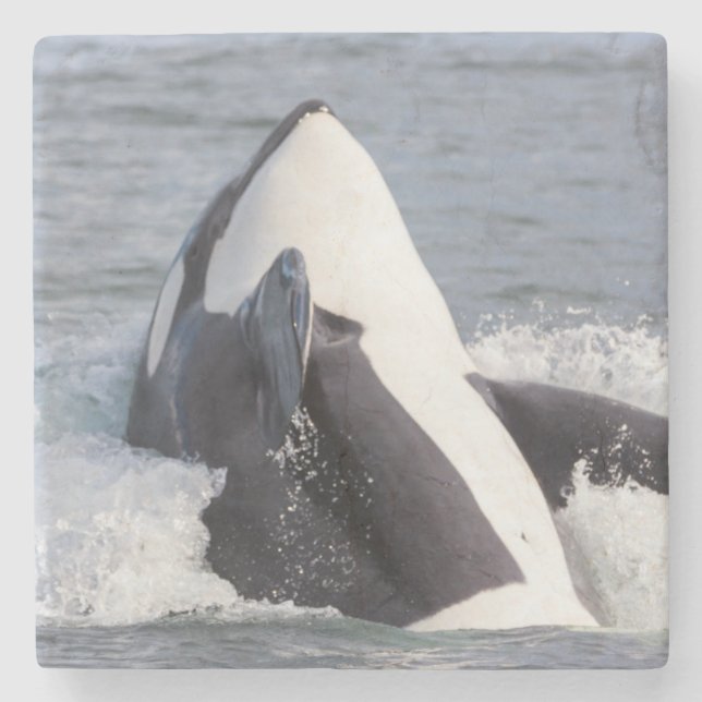 Orca whale breaching stone coaster (Front)