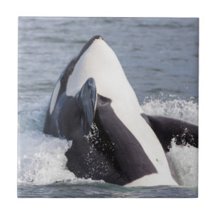 Orca whale breaching tile