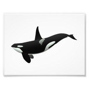 Orca whale illustration - Choose background color Photo Print