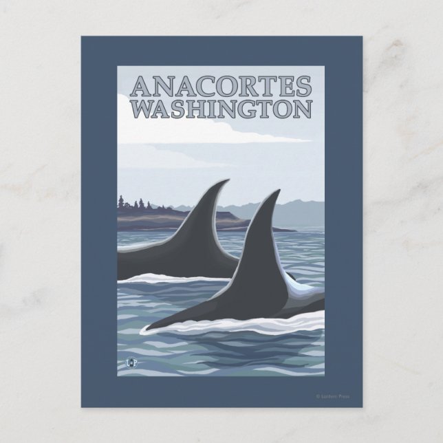 Orca Whales #1 - Anacortes, Washington Postcard (Front)