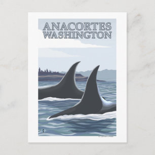 Orca Whales #1 - Anacortes, Washington Postcard